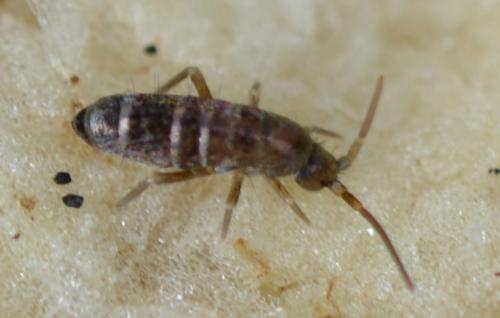 Tomocerus vulgaris